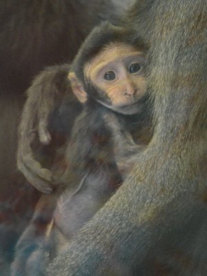 Baby Macaque_1.jpg